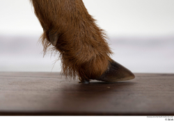 Foot Deer Animal photo references